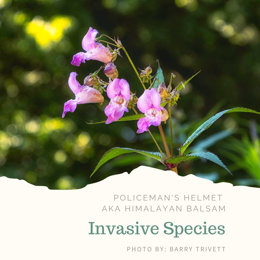 Invasive - Policeman's Helmet