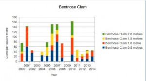 Bentnose Clam
