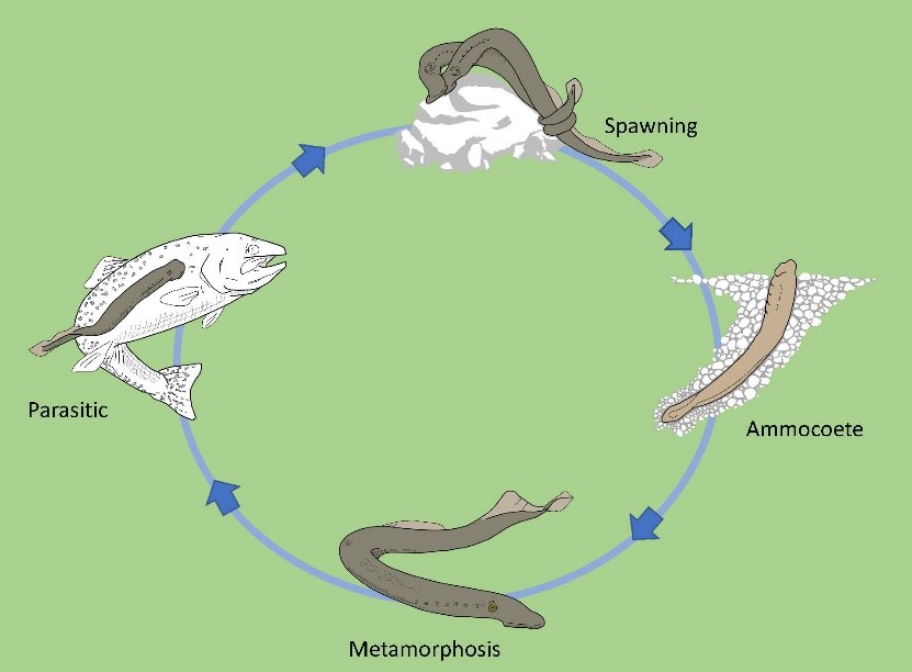 Cowichan Lake Lamprey Cowichan Estuary Nature Centre