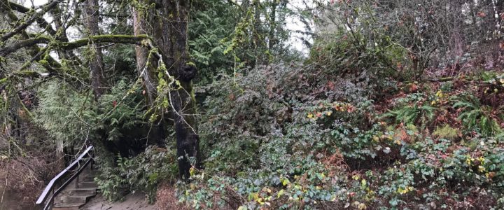 Restoration at Jack Fleetwood Memorial Park this TUESDAY – Postponed Due to Site Flooding – Stay Tuned! Restoration at Jack Fleetwood Memorial Park this TUESDAY – Postponed Due to Site Flooding – Stay Tuned!