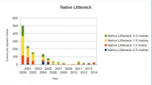 Native Littleneck